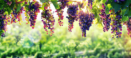 cas_usage-agriculture-450-200-03-01 cas_usage-agriculture-450-200-03-01