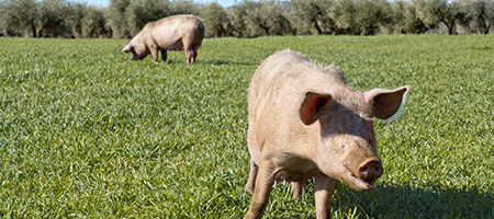 cas_usage-agriculture-450x200-01-01 cas_usage-agriculture-450x200-01-01