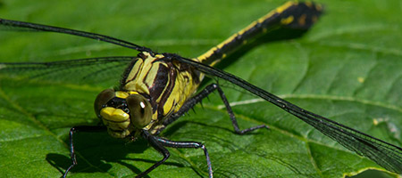 cas_usage-agriculture-450x200-02-01 cas_usage-agriculture-450x200-02-01